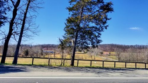 Trees by road against clear blue sky