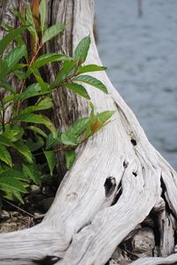Close-up of bird on tree trunk by lake