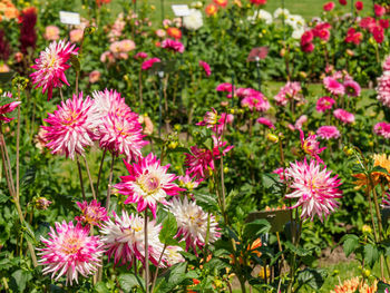 Dahlias in the garden