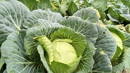 Full frame shot of cabbages