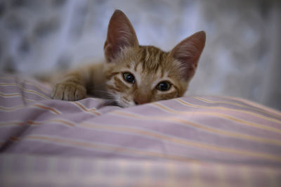 Portrait of cat relaxing on bed