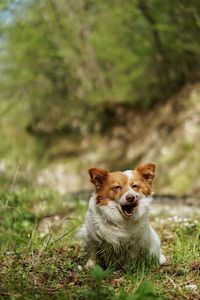 Portrait of dog standing on field