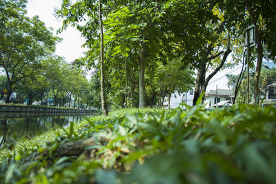 Surface level of road amidst trees in park