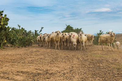 Horses in a field