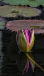 Close-up of pink lotus water lily