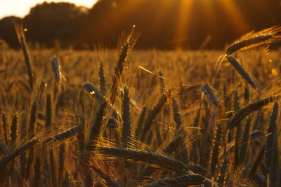 Close-up of wheat growing on field