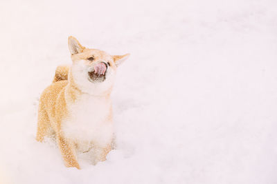 Close-up of dog