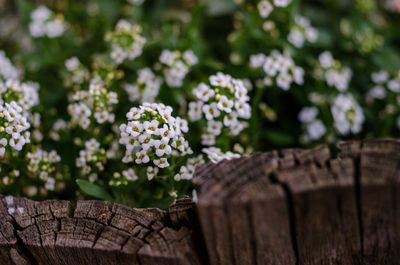 Close-up of white flowering plant near wood