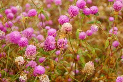 Close-up of pink flowering plants on field