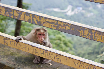 Monkey sitting on railing