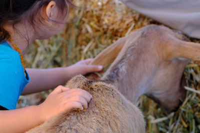 Cropped image of girl stroking goat while grazing on field