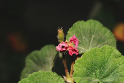 Close-up of insect on plant