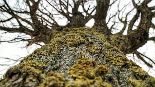 Low angle view of lichen on tree trunk