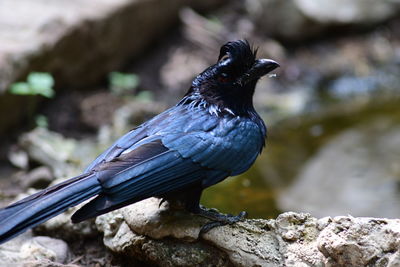 Close-up of bird perching on rock