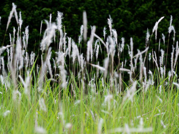 Close-up of flowering plants on land