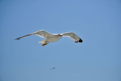 Low angle view of seagull flying in sky