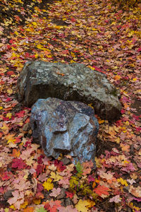 High angle view of autumn leaves on rock