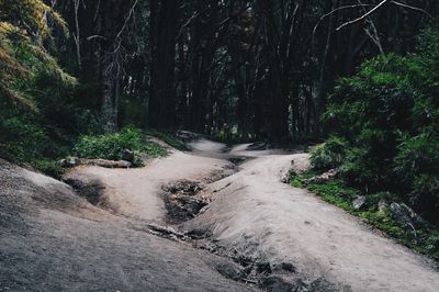 Dirt road amidst trees in forest