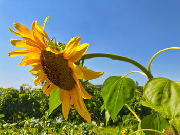 Close-up of yellow flowering plant against blue sky