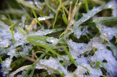 Close-up of frozen plants