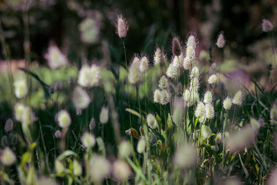 Close-up of flowering plants on field