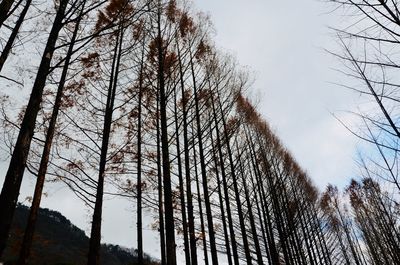 Low angle view of trees against sky