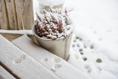 High angle view of frozen potted plant on steps during winter