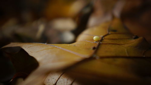 Close-up of dry maple leaf