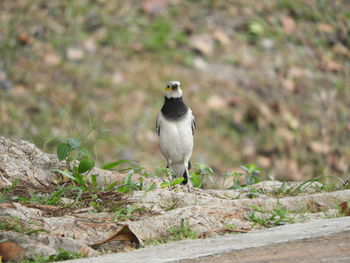 Bird perching on land