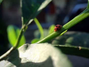 Close-up of ladybug on leaf