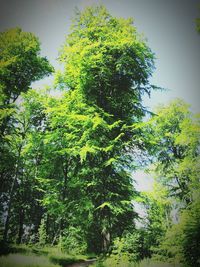 Trees on green landscape