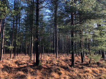 Trees growing in forest