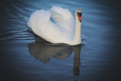 Swan swimming in lake