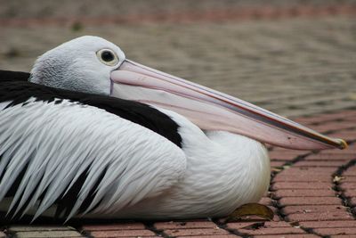 Close-up of pelican perching on cobblestone