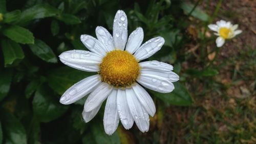 Close-up of white flower blooming outdoors