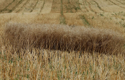 Trees on field