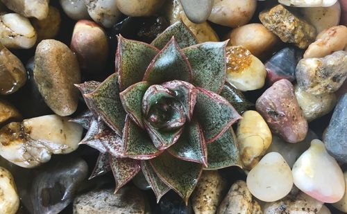 Full frame shot of vegetables
