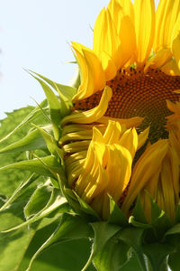 Close-up of sunflower