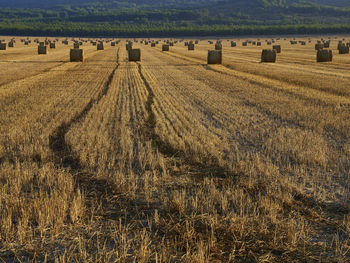 Straw bales in a cereal field early in the morning, almansa, spain