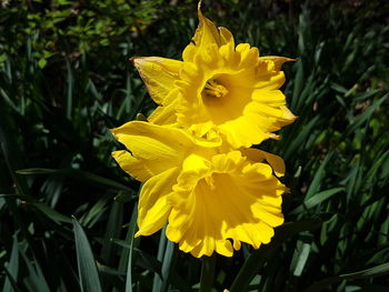 Close-up of yellow daffodil blooming outdoors