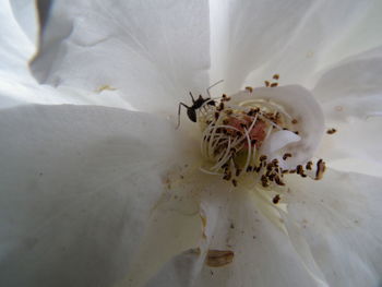 Close-up of white flowering plant