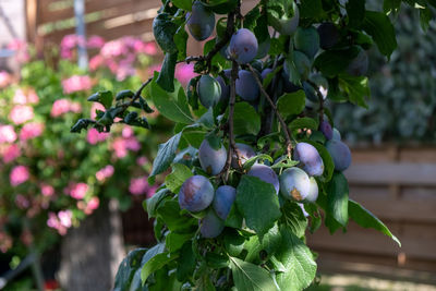 Close-up of purple flowering plant