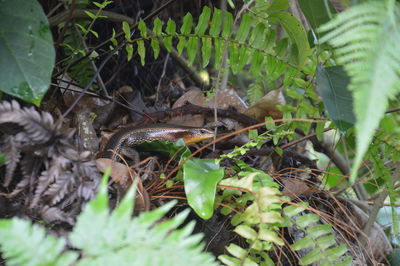 Close-up of a lizard on a field