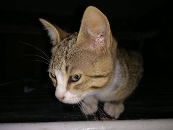 Close-up of cat looking away