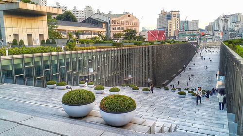 Potted plants in city