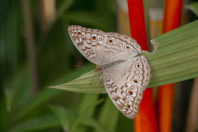 Close-up of a butterfly and a leaf