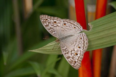 Close-up of butterfly on flower