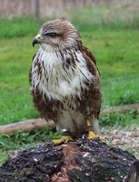 Hawk in a falconry club 