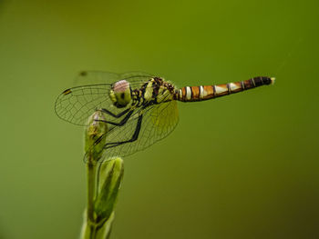 Brachydiplax, close-up of dragonfly on plant