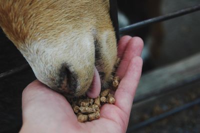 Close-up of hand feeding goat